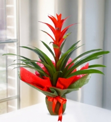 Guzmania Çiçeği